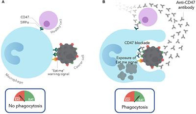 Therapeutic Targeting of the Macrophage Immune Checkpoint CD47 in Myeloid Malignancies